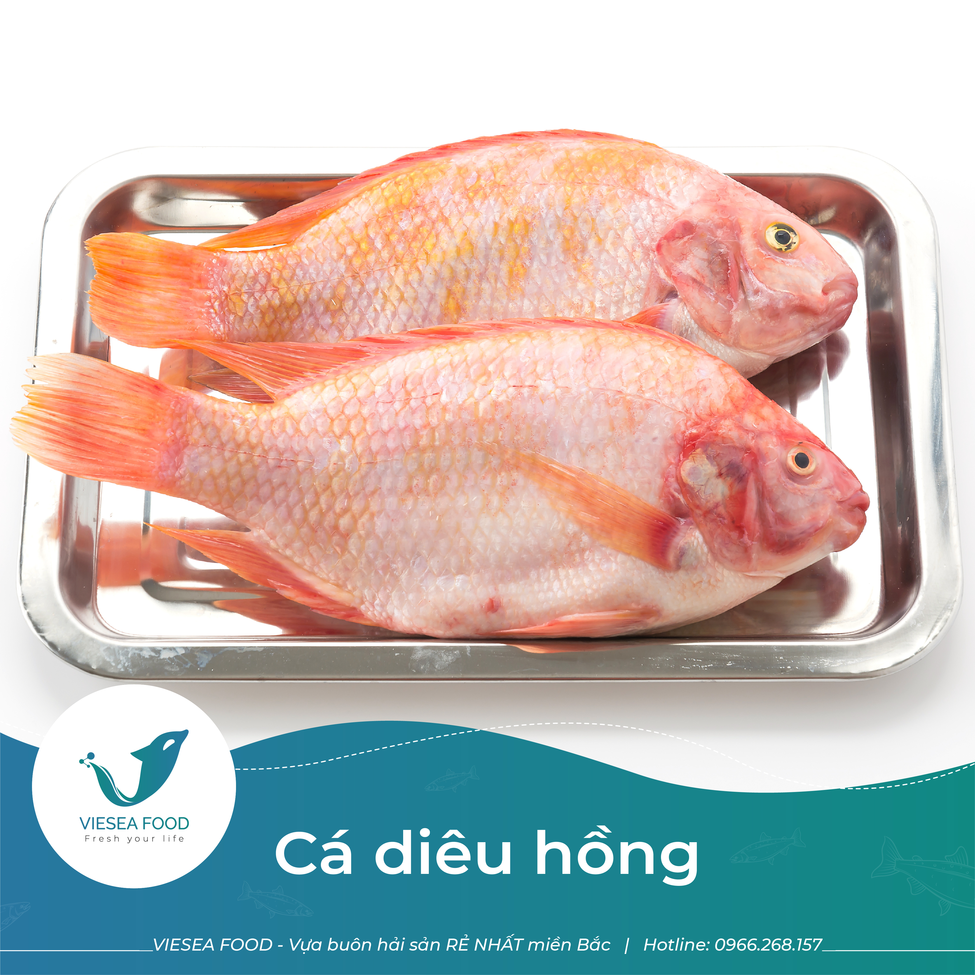 Đổ sỉ cá diêu hồng đông lạnh giá tốt, hàng ngon đảm bảo chất lượng