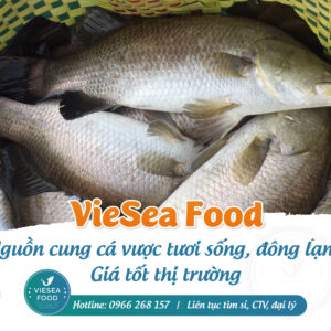 Bỏ mối cá vược tươi sống giá tốt tận vựa - VieSea Food