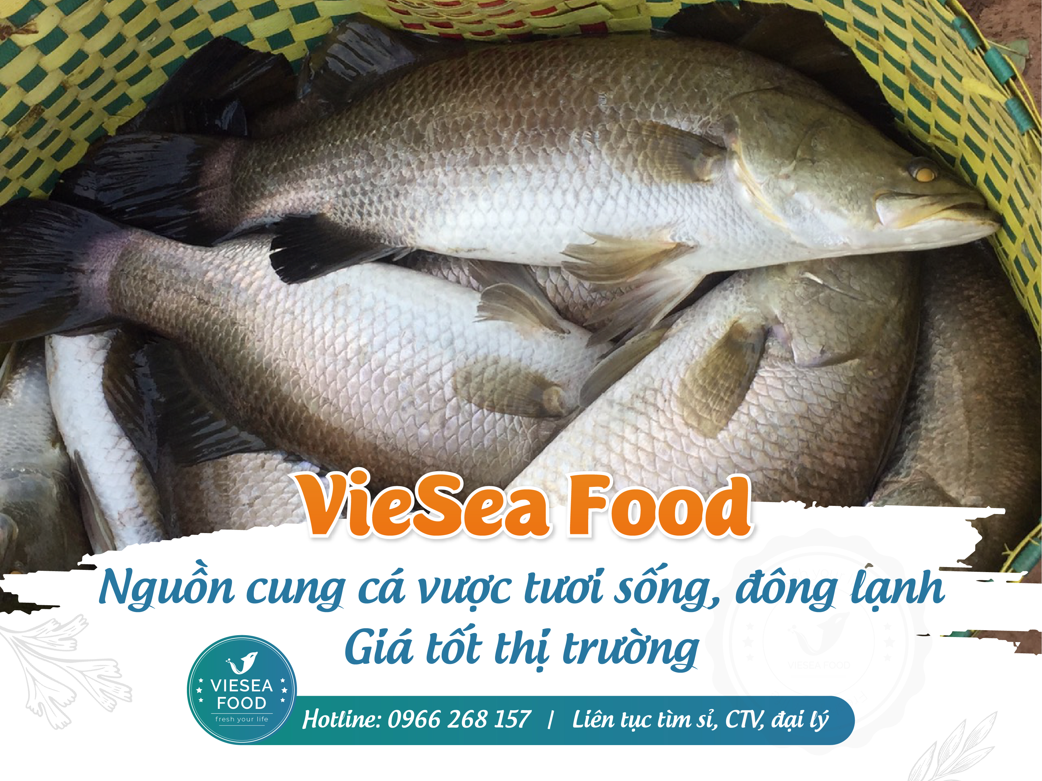 Bỏ mối cá vược tươi sống giá tốt tận vựa - VieSea Food